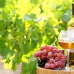 Sélection des raisins production de vin
